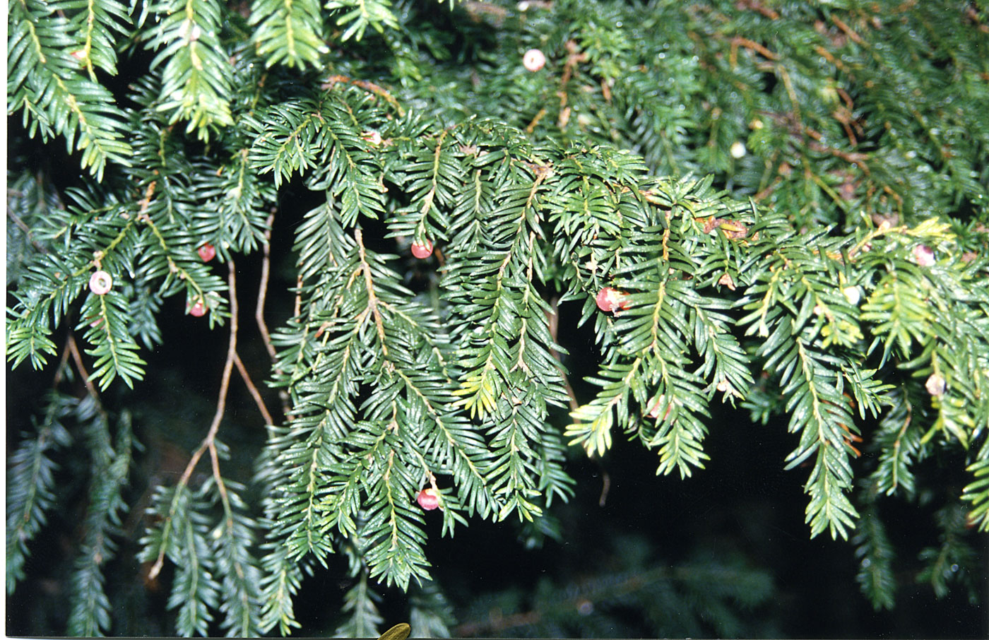 English yew